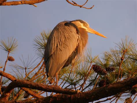 blue-heron-pines