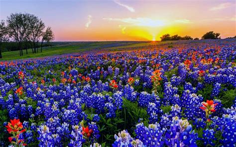 bluebonnet-country