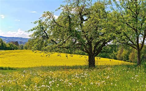 country-meadows