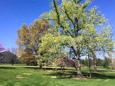 crabapple-dogwood-course-at-roanoke-country-club