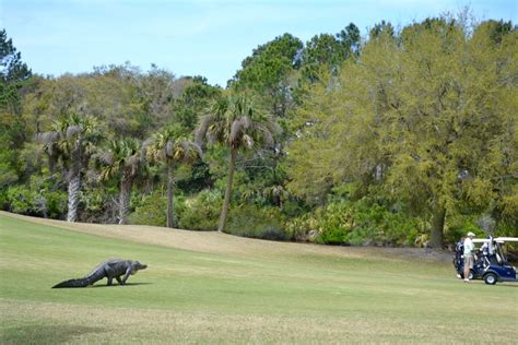 gator-hole-golf-course