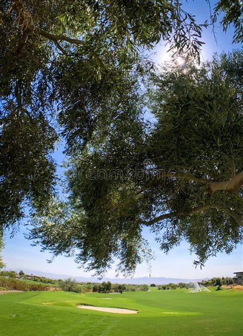 green-trees-golf