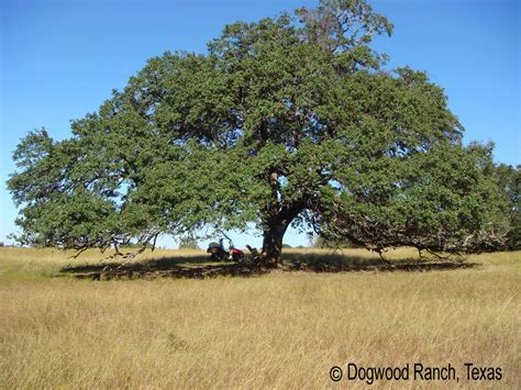 oak-shadows