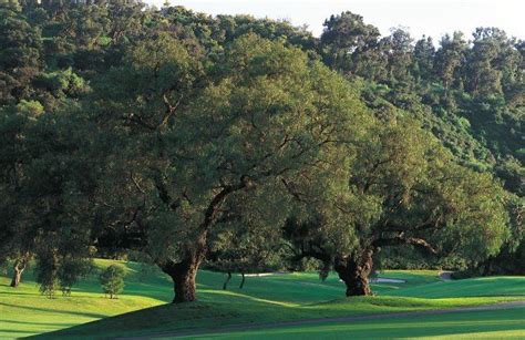 pepper-tree-golf-course