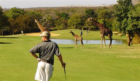 safari-public-golf-course