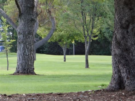 tees-trees-golf-course