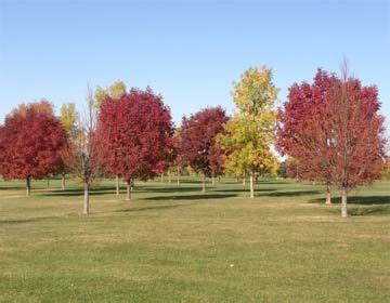 walters-ridge-course-at-pheasant-ridge